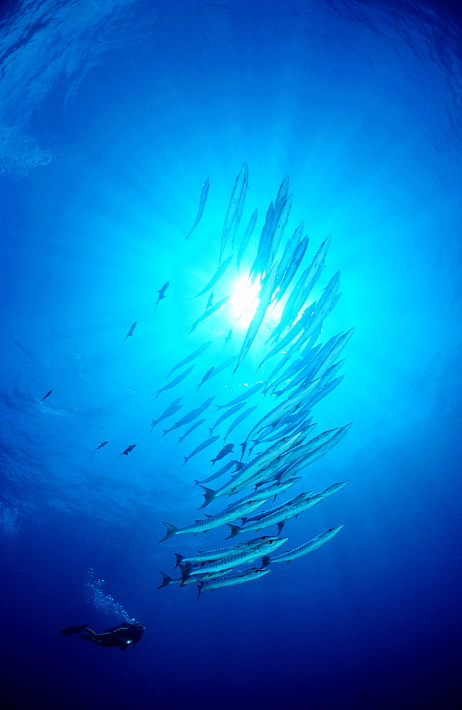 Blackfin barracuda and scuba diver, Sphyraena qenie, Micronesia, Pacific ocean