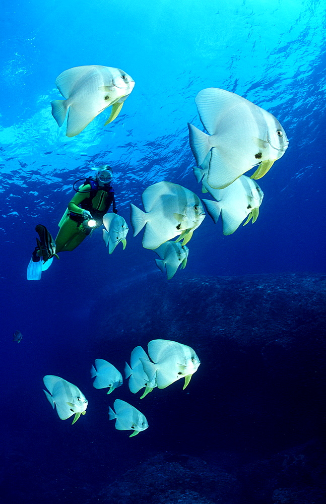 Pinnate batfish and scuba diver, Platax pinnatus, Malaysia, Pazifik, Pacific ocean, Borneo, Sipadan