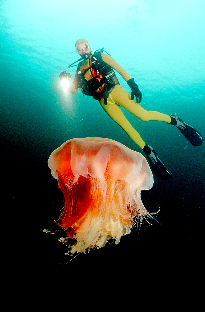 Scuba diver and jellyfish, Norway, Atlantic ocean, north atlantic ocean