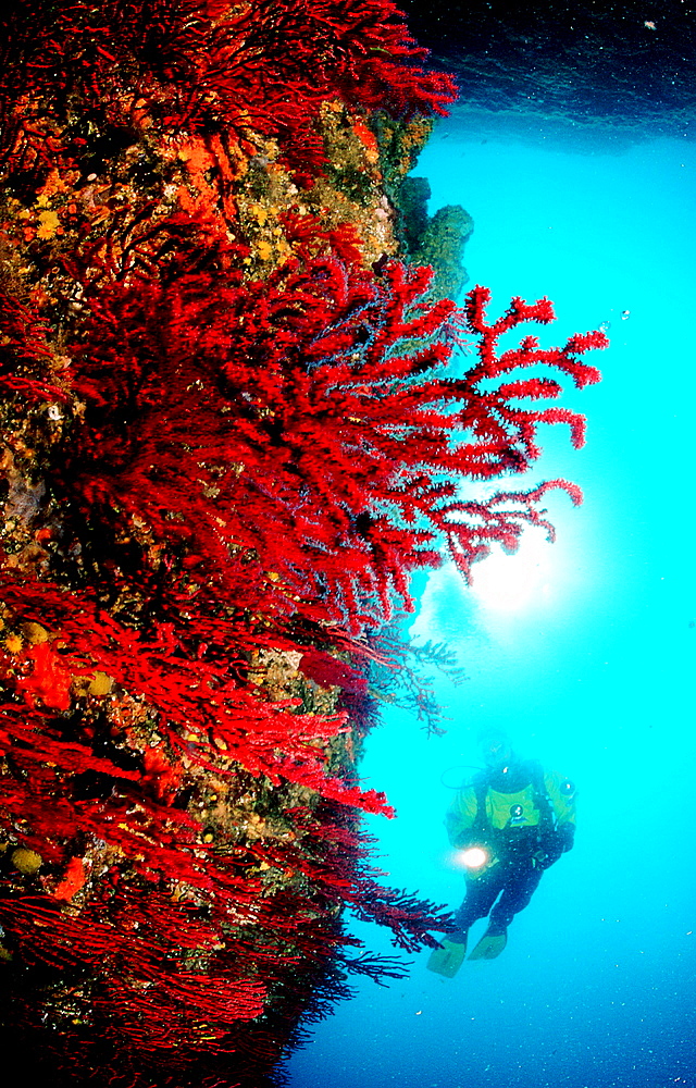Scuba diver and corals, Spain, Mediterranean Sea, Costa Brava