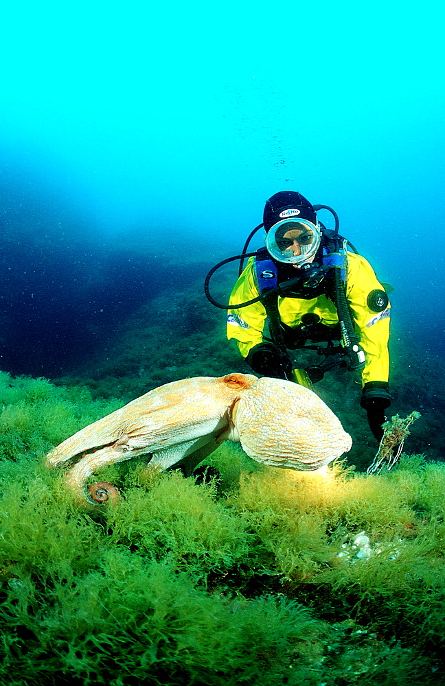 Octopus and scuba diver, Octopus vulgaris, Spain, Mediterranean Sea, Costa Brava