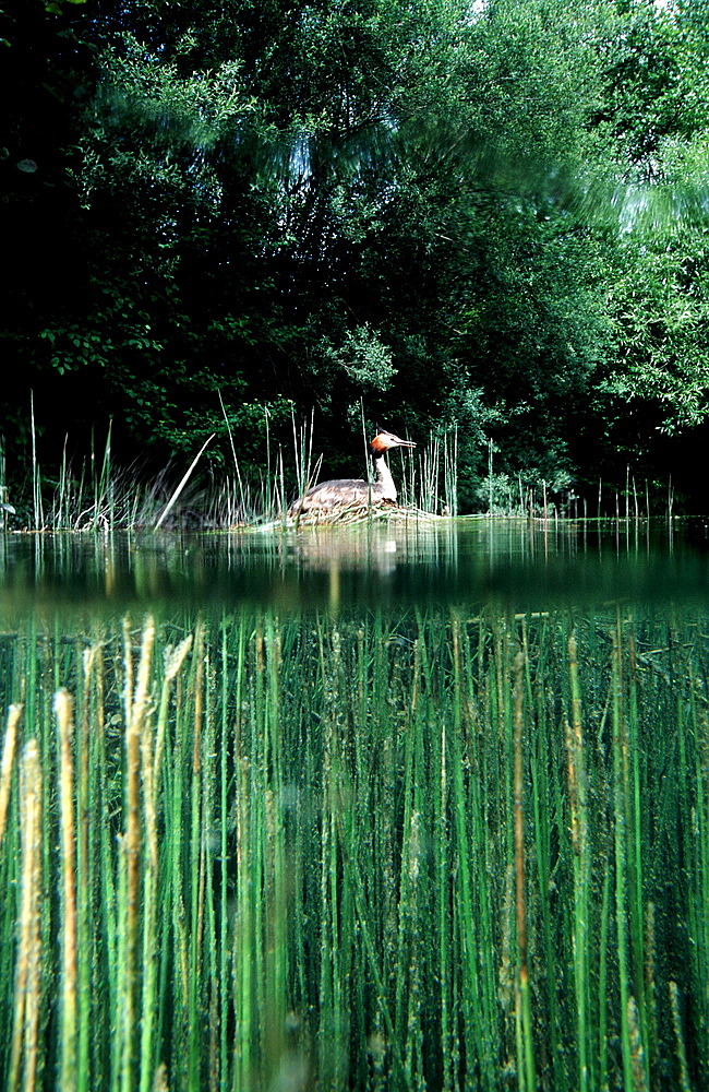 Great Crested Grebe, Podiceps cristatus, Germany, Bavaria, Munich, Isar