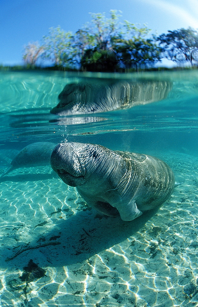 West Indian manatee (Trichechus manatus latirostris), Crystal River, Florida, United States of America, North America