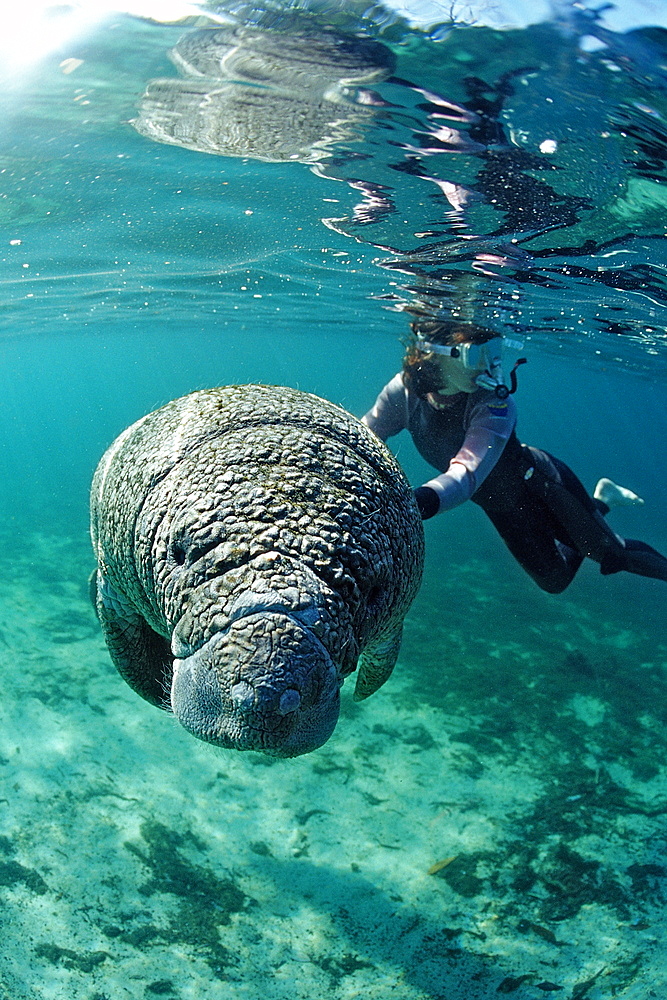 West Indian manatee (Trichechus manatus latirostris) and skin diver, Crystal River, Florida, United States of America, North America