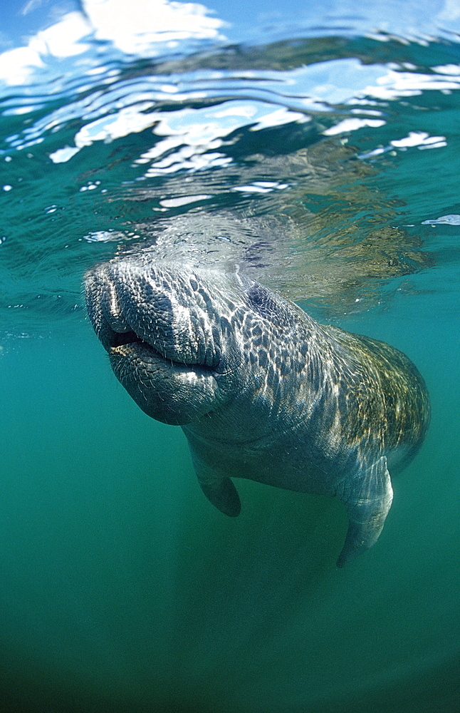 West Indian manatee (Trichechus manatus latirostris), Crystal River, Florida, United States of America, North America