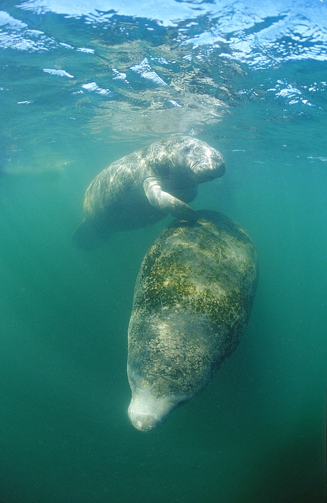 West Indian manatee (Trichechus manatus latirostris), Crystal River, Florida, United States of America, North America