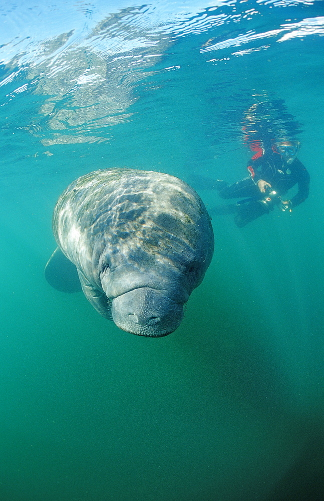 West Indian manatee (Trichechus manatus latirostris) and skin diver, Crystal River, Florida, United States of America, North America