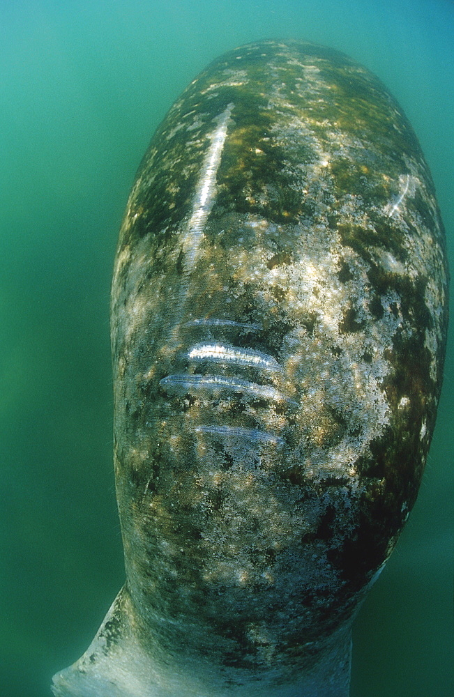 Close-up of West Indian manatee (Trichechus manatus latirostris) showing wounds from boat propellors, Crystal River, Florida, United States of America, North America