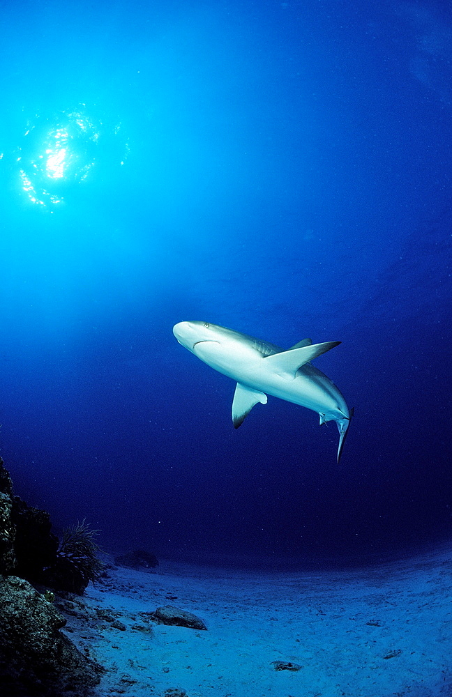 Caribbean reef shark (Carcharhinus perezi), Bahamas, Atlantic Ocean, Central America