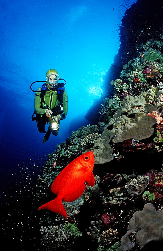 Crescent-tail bigeye (Priacanthus hamrur) and scuba diver, St. John's Reef, Egypt, Red Sea, North Africa, Africa