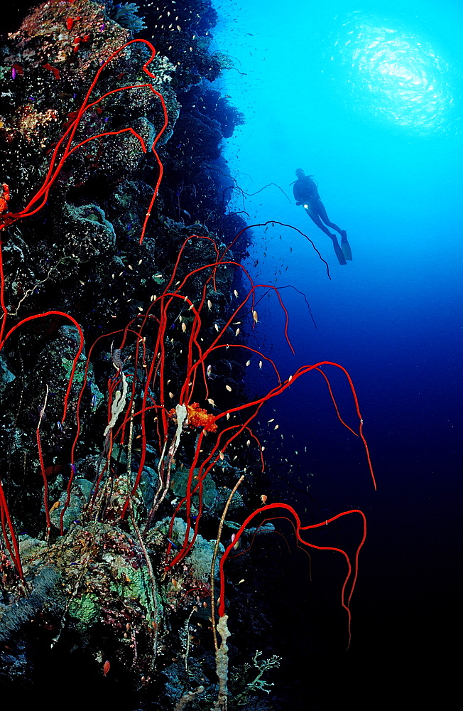 Scuba diver and red whip corals (Juncella sp.), Sudan, Red Sea, Africa