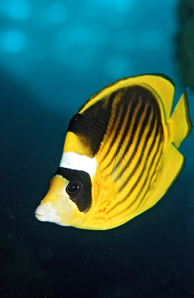 Racoon butterflyfish (Chaetodon fasciatus), Sudan, Red Sea, Africa