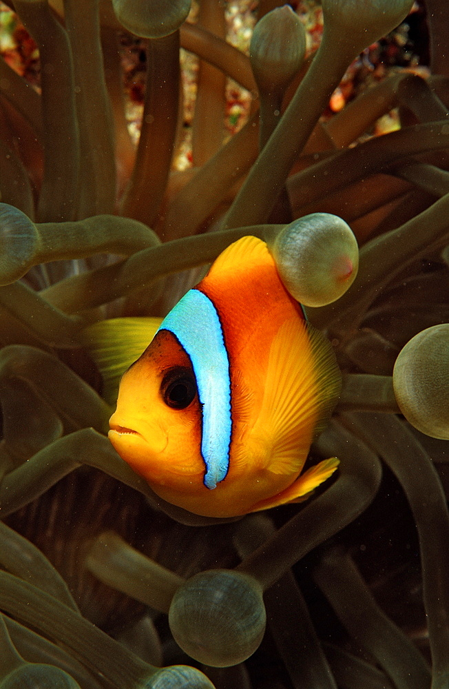 Twobar anemone fish (Amphiprion bicinctus), Sudan, Red Sea, Africa