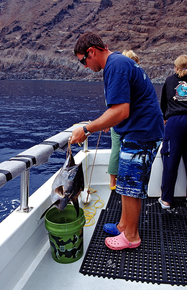 Guide prepares fish head for shark feeding, Guadalupe, Mexico, Pacific ocean, North America