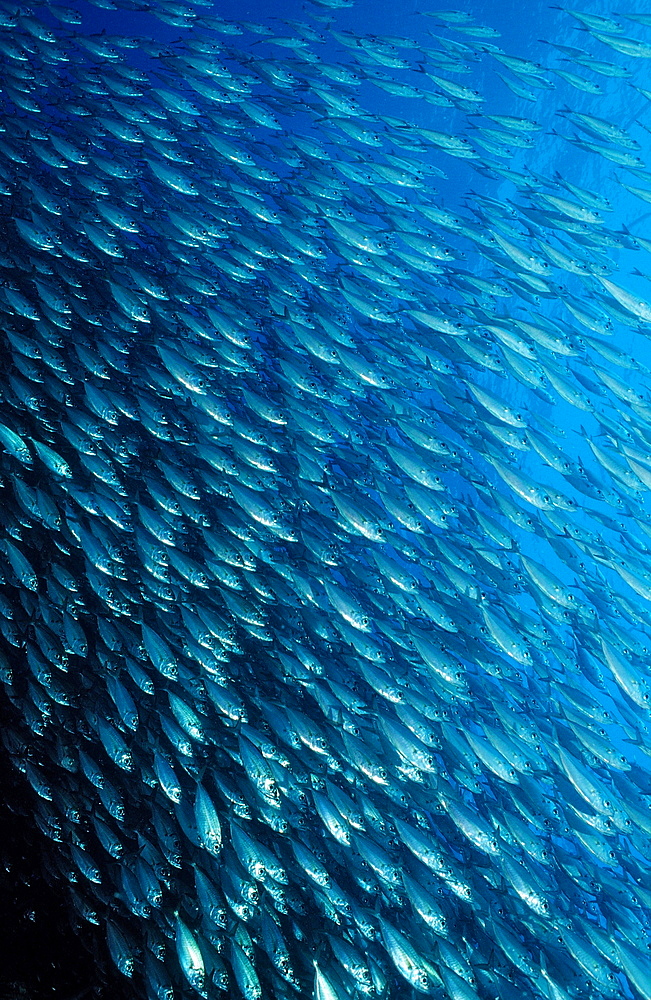 Schooling Pacific chub mackerel (Scomber japonicus), La Paz, Baja California, Mexico, Sea of Cortez, North America