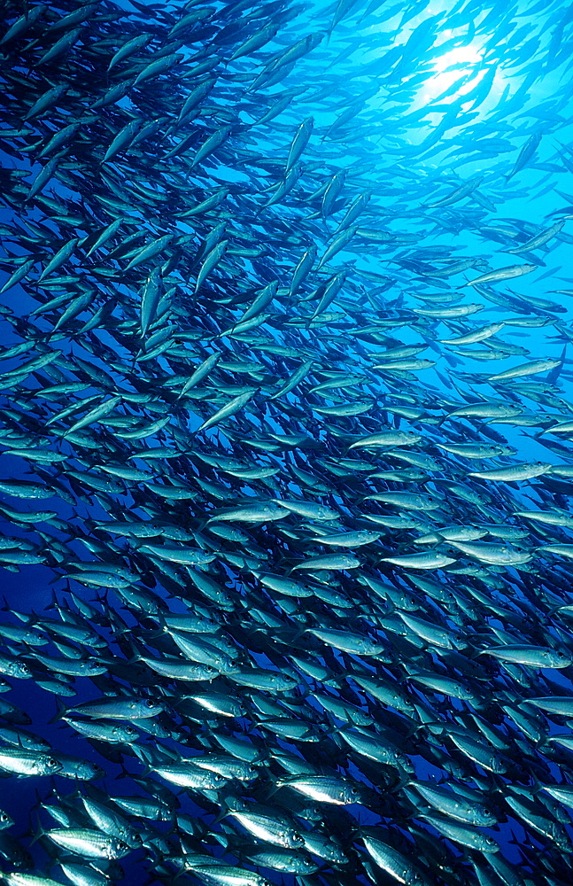 Schooling Pacific chub mackerel (Scomber japonicus), La Paz, Baja California, Mexico, Sea of Cortez, North America