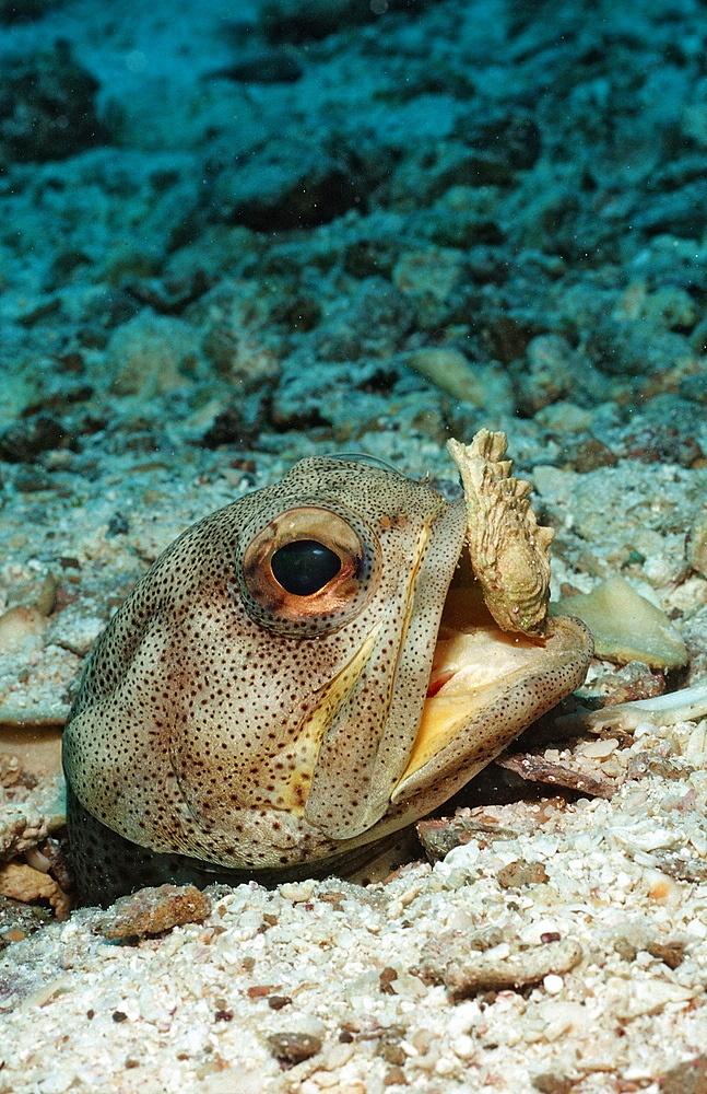Giant jawfish (Opistognathus rhomaleus), La Paz, Baja California, Mexico, Sea of Cortez, North America
