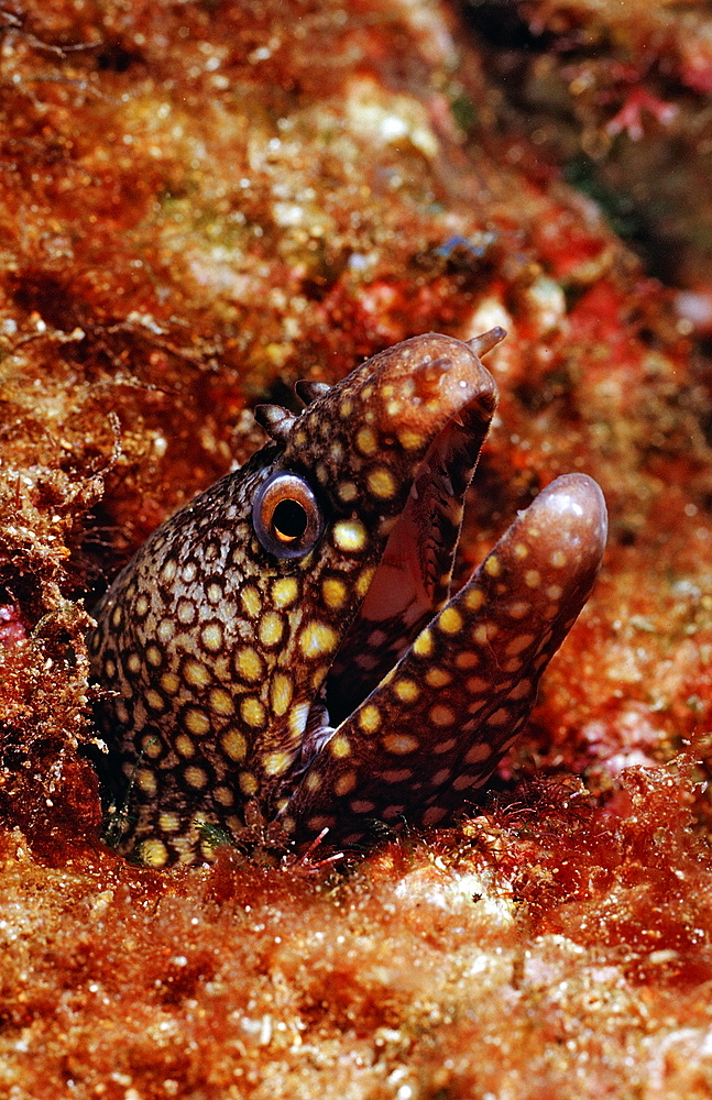 Jewel moray eel (Muraena lentiginosa), La Paz, Baja California, Mexico, Sea of Cortez, North America