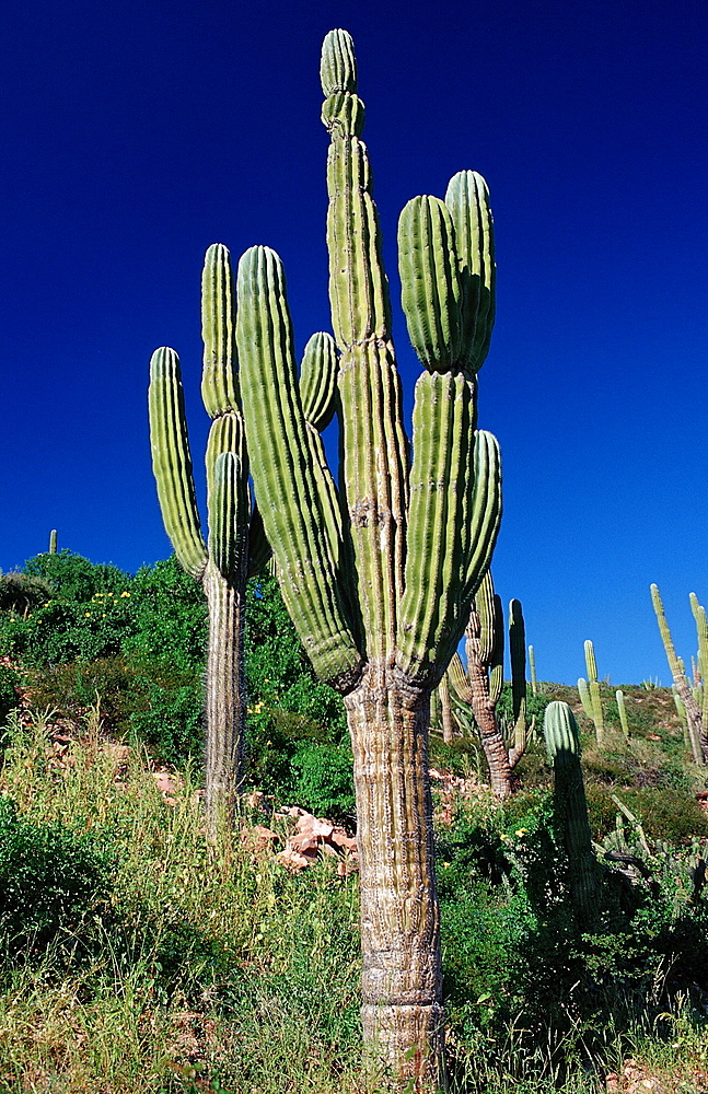 Cardon cactus (Pachycereus pringlei), in desert, La Paz, Baja California, Mexico, North America