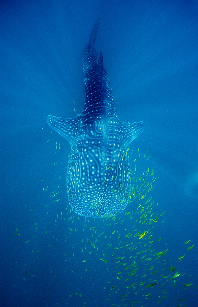 Whale shark (Rhincodon thypus), Hawaii, United States of America, Pacific Ocean