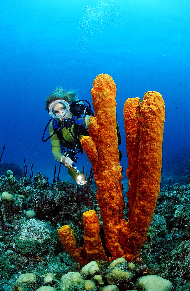 Tube sponge and scuba diver, Catalina, Caribbean Sea, Dominican Republic, West Indies, Central America