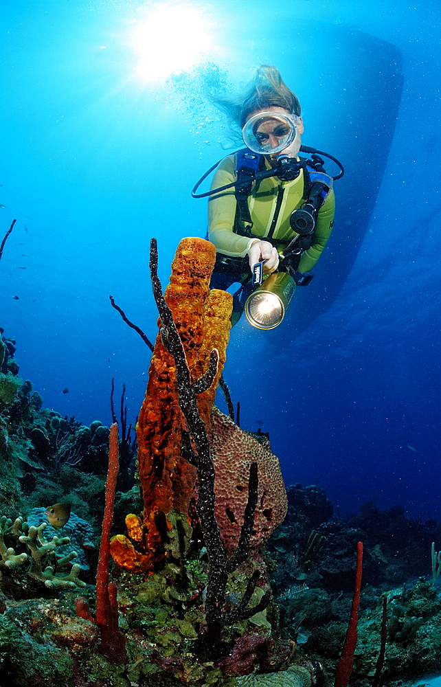 Tube sponge and scuba diver, Catalina, Caribbean Sea, Dominican Republic, West Indies, Central America