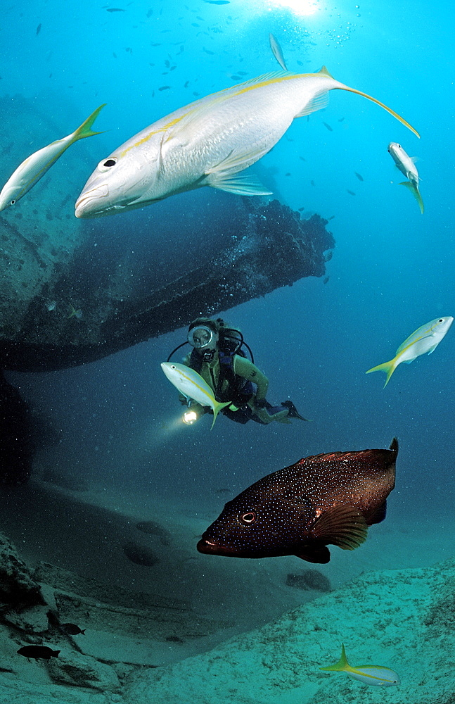 Yellowtail snapper (Ocyurus chrysurus), coral grouper (Cephalopholis miniata) and scuba diver, Punta Cana, Caribbean Sea, Dominican Republic, West Indies, Central America