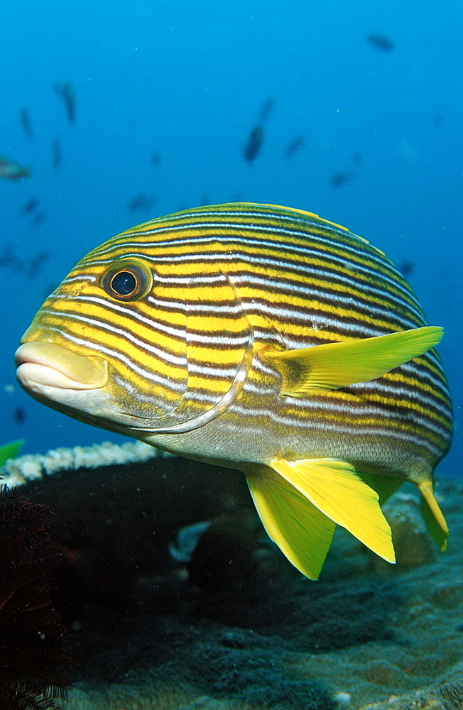 Yellow-ribbon sweetlip (Plectorhinchus polytaenia), Bali, Indian Ocean, Indonesia, Southeast Asia, Asia