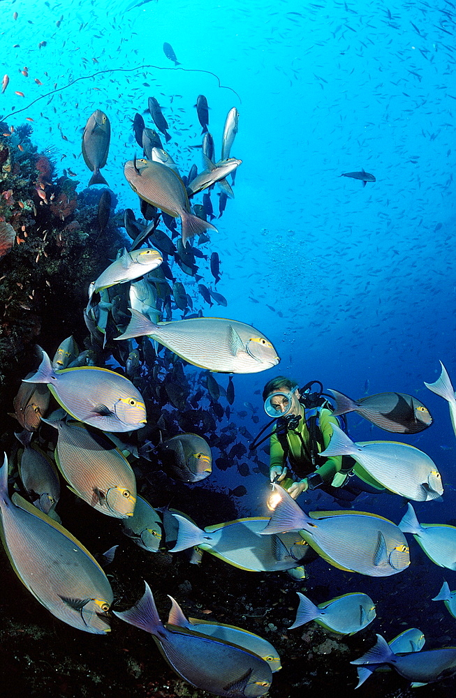 Elongate surgeonfish (Acanthurus mata), and scuba diver, Bali, Indian Ocean, Indonesia, Southeast Asia, Asia