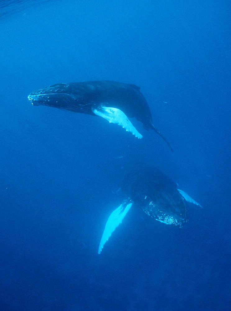 Humpback whale mother and calf (Megaptera novaeangliae), Rurutu, Tahiti, French Polynesia, Pacific Ocean, Pacific