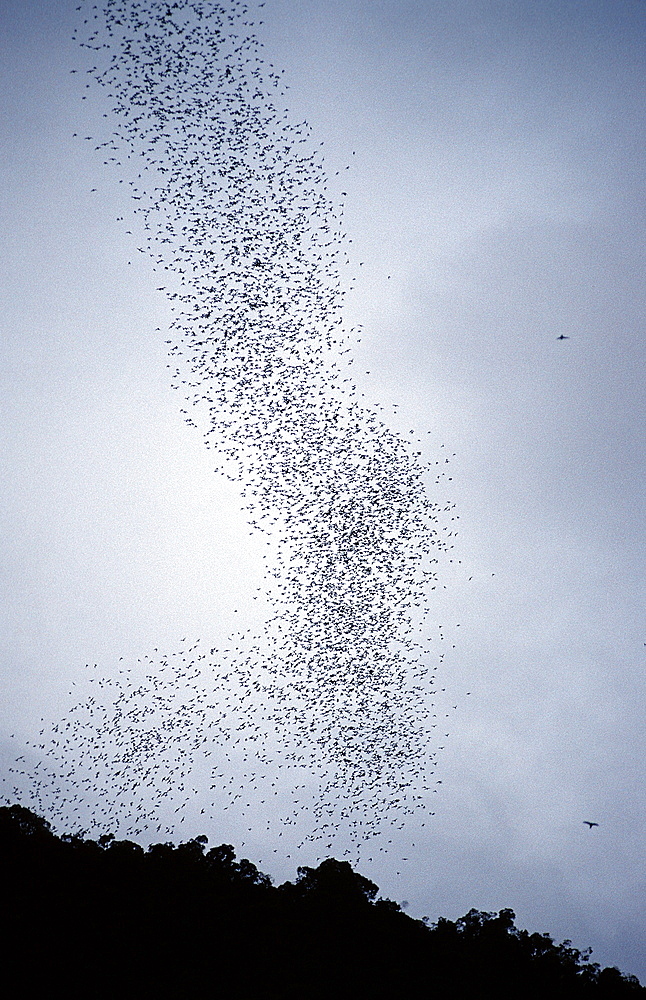 Bat exodus from Deer Cave, Chiroptera, Gunung Mulu National Park, UNESCO World Heritage Site, Sarawak, Borneo, Malaysia, Southeast Asia, Asia