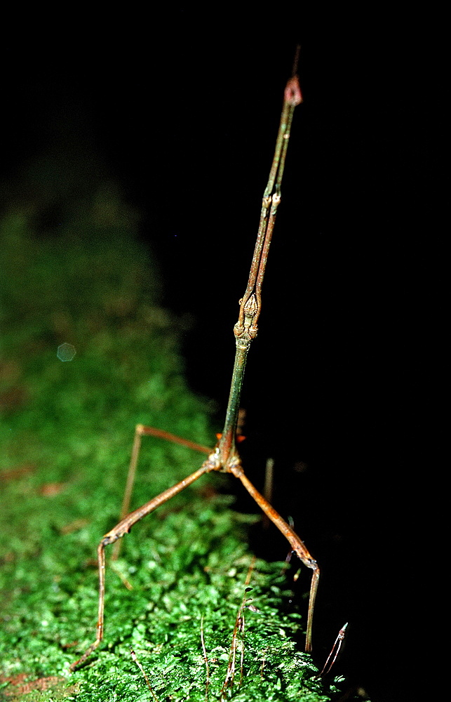 Stick-insect (Phasmatidae, Phasmida), Gunung Mulu National Park, Sarawak, Borneo, Malaysia, Southeast Asia, Asia