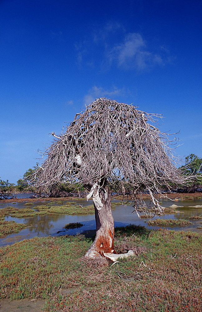 Dead tree and salt lake, Netherlands Antilles, Bonaire, Bonaire