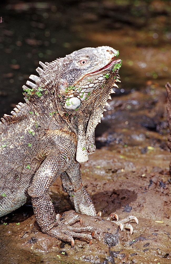 Green leguan, green iguana, Iguana iguana, Netherlands Antilles, Bonaire, Bonaire, Washington Slagbaai National Park, Pos Mangel