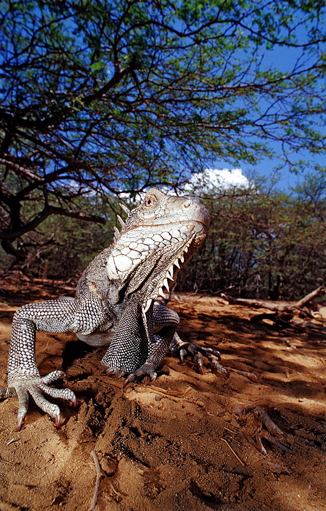 Green leguan, green iguana, Iguana iguana, Netherlands Antilles, Bonaire, Bonaire, Washington Slagbaai National Park, Pos Mangel