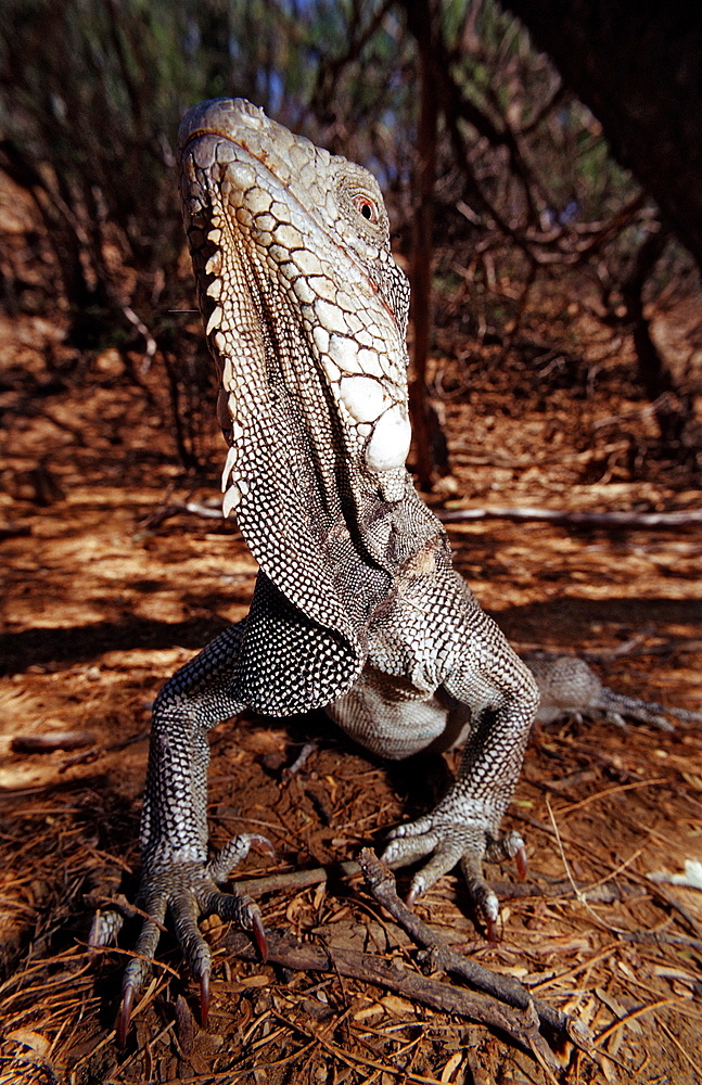 Green leguan, green iguana, Iguana iguana, Netherlands Antilles, Bonaire, Bonaire, Washington Slagbaai National Park, Pos Mangel