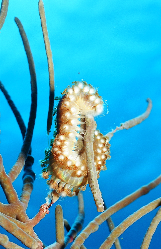 Bearded Fireworm, Hermodice carunculata, Netherlands Antilles, Bonaire, Caribbean Sea