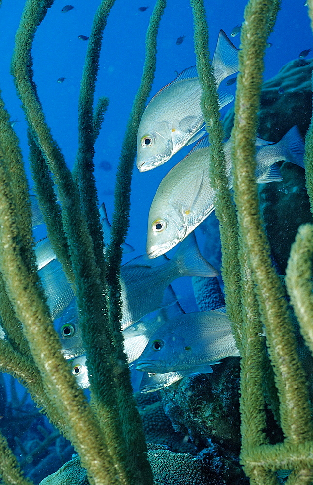 Game fish, Gray snapper, Lutjanus griseus, Netherlands Antilles, Bonaire, Caribbean Sea