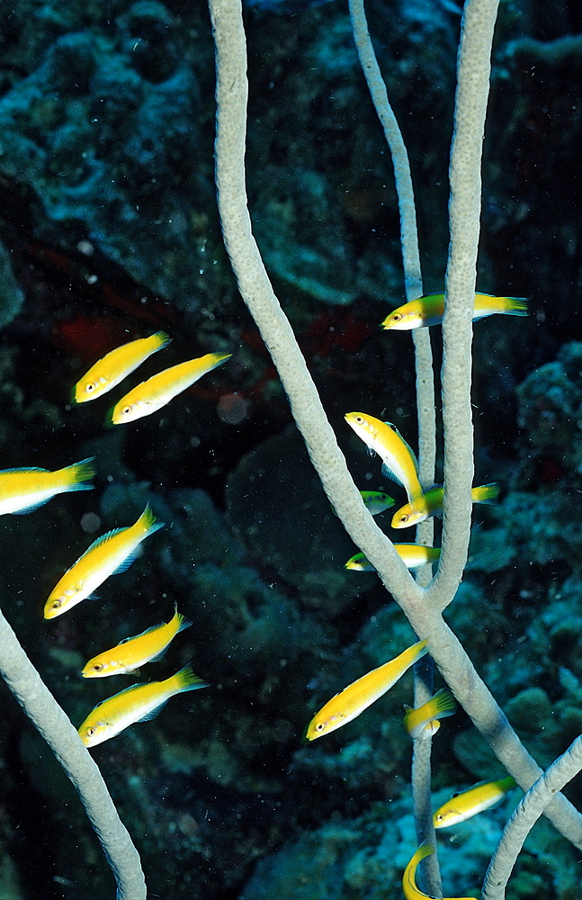 Bluehead Wrasse, Thalassoma bifasciatum, Netherlands Antilles, Bonaire, Caribbean Sea