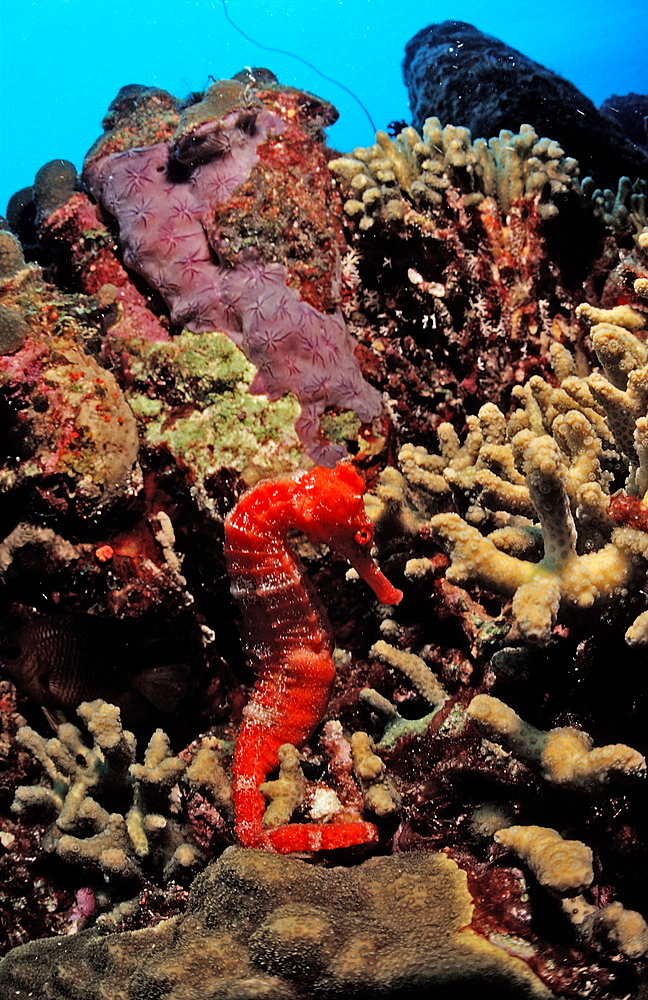 Longsnout Seahorse, Hippocampus reidi, Netherlands Antilles, Bonaire, Caribbean Sea