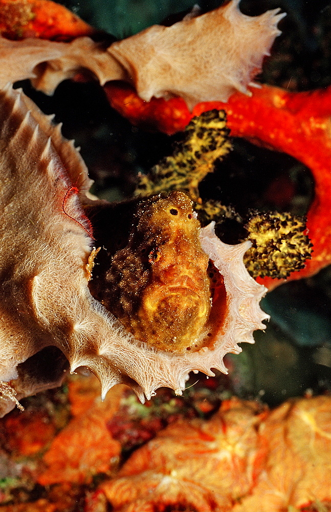 Longlure Frogfish, Antennarius multiocellatus, Martinique, French West Indies, Caribbean Sea