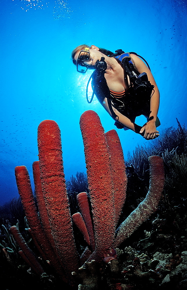 Scuba diver and Lavender Stovepipe sponge, Aplysina archeri, Netherlands Antilles, Bonaire, Caribbean Sea