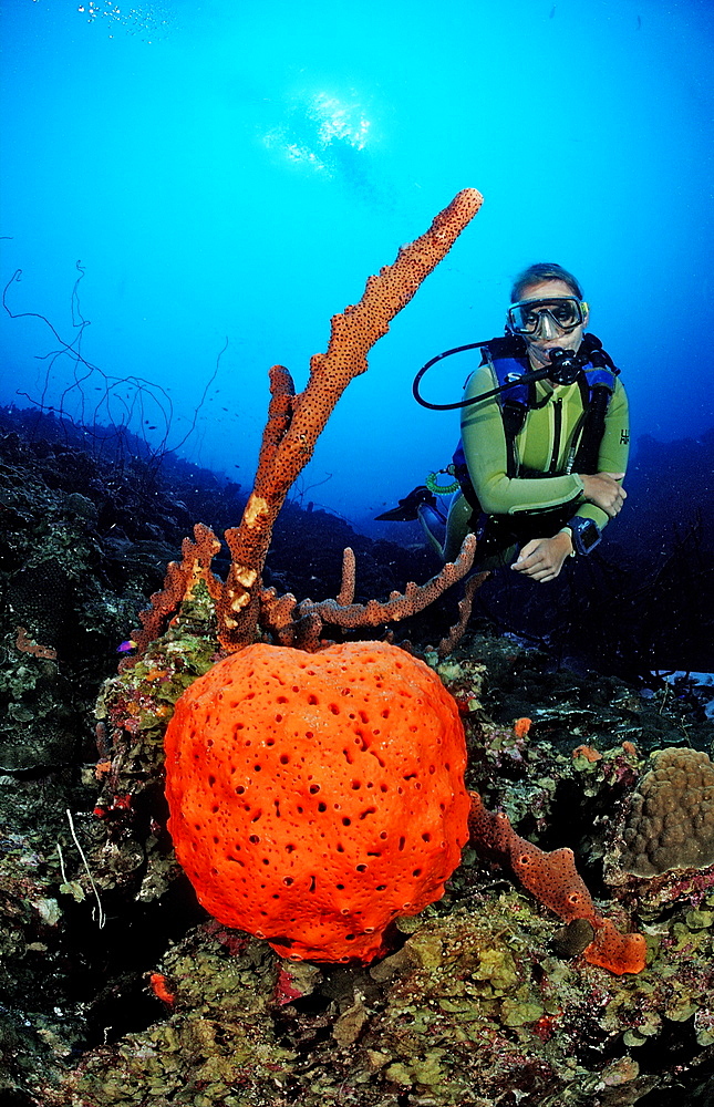 Scuba diver and Orange Elephant Ear Sponge, Agelas clathrodes, Dominica, French West Indies, Caribbean Sea