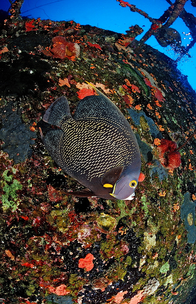 French Angelfish on the Hilma Hooker Ship Wreck, Pomacanthus paru, Netherlands Antilles, Bonaire, Caribbean Sea