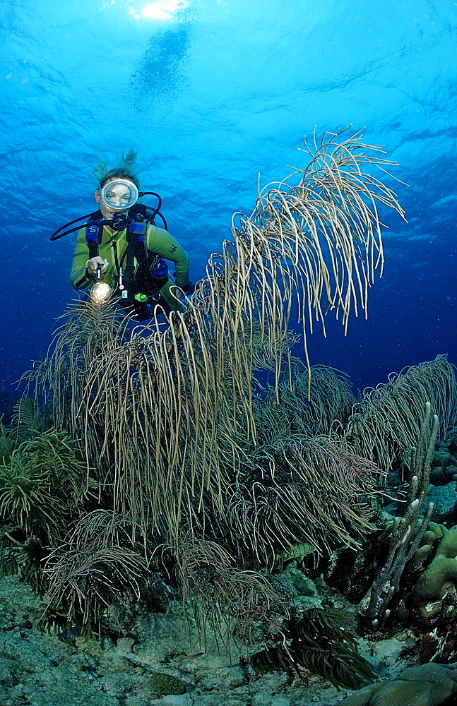 Scuba diver and coral reef, Netherlands Antilles, Bonaire, Caribbean Sea