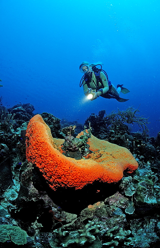 Scuba diver and Orange Elephant Ear Sponge, Agelas clathrodes, Netherlands Antilles, Bonaire, Caribbean Sea