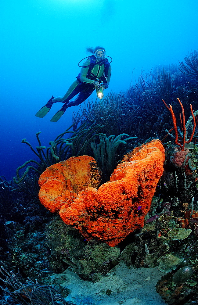 Scuba diver and Orange Elephant Ear Sponge, Agelas clathrodes, Netherlands Antilles, Bonaire, Caribbean Sea