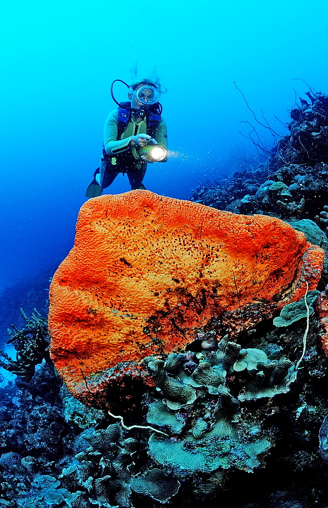 Scuba diver and Orange Elephant Ear Sponge, Agelas clathrodes, Netherlands Antilles, Bonaire, Caribbean Sea