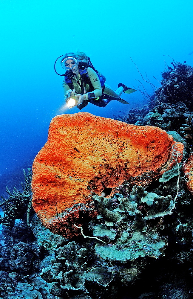 Scuba diver and Orange Elephant Ear Sponge, Agelas clathrodes, Netherlands Antilles, Bonaire, Caribbean Sea