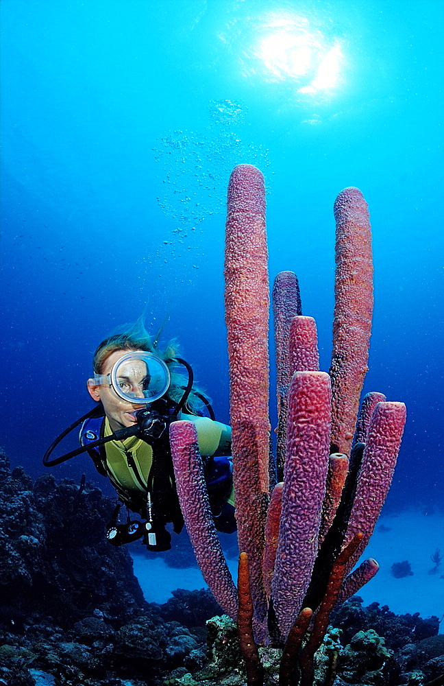 Scuba diver and Lavender Stovepipe sponge, Aplysina archeri, Netherlands Antilles, Bonaire, Caribbean Sea